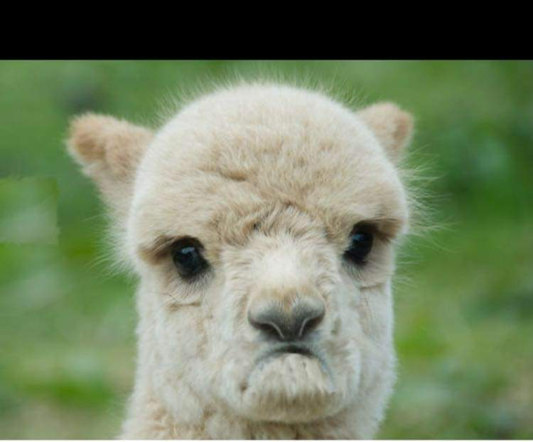 Disappointed alpaca Blank Meme Template