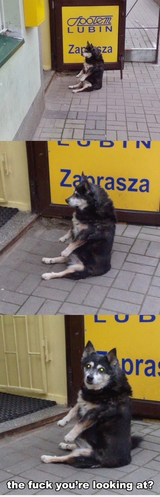 image tagged in funny,dogs