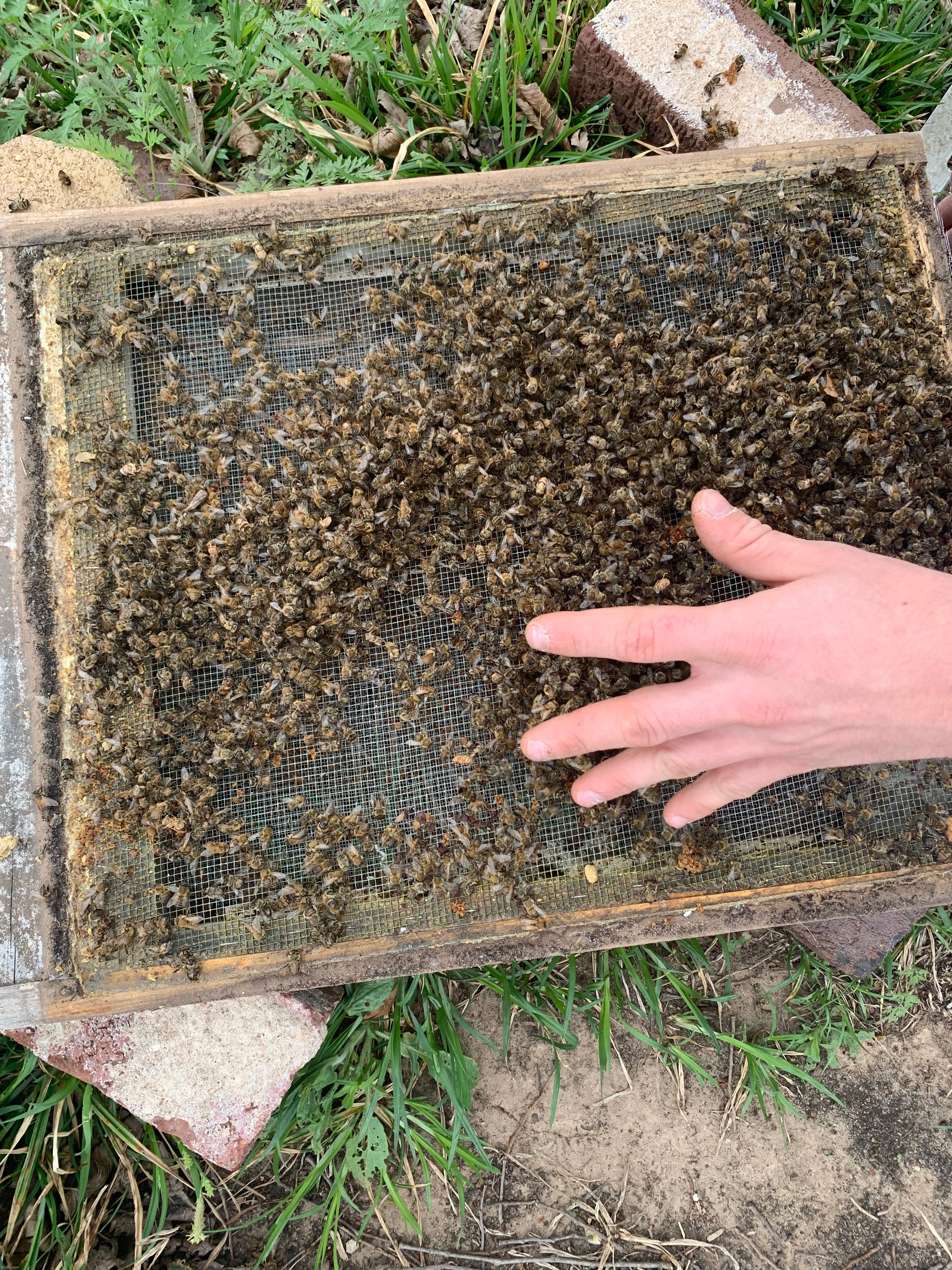 Bunch of dead bees | made w/ Imgflip meme maker