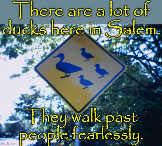 Instead of "Cherry City" maybe the nickname should be "Duck City." |  There are a lot of
ducks here in Salem. They walk past people fearlessly. | image tagged in duck crossing - salem oregon,funny road signs,animals,birds | made w/ Imgflip meme maker