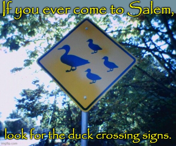 They walk past people fearlessly. | If you ever come to Salem, look for the duck crossing signs. | image tagged in duck crossing - salem oregon,funny road signs,birds,animals | made w/ Imgflip meme maker