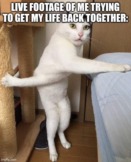 Mess | LIVE FOOTAGE OF ME TRYING TO GET MY LIFE BACK TOGETHER: | image tagged in cat twisted can't decide cannot,messy,life,life sucks,balance,fun | made w/ Imgflip meme maker