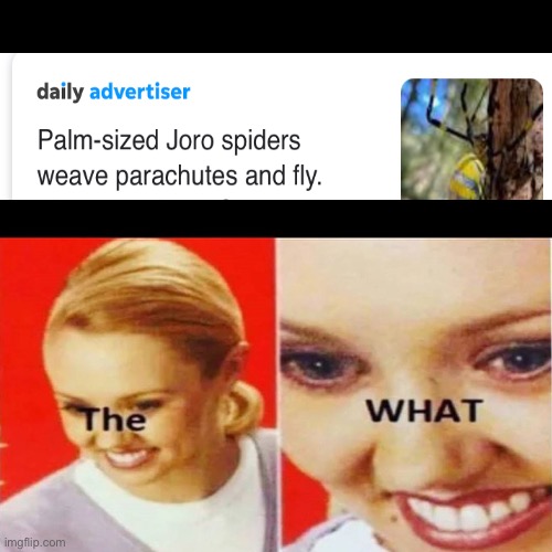 Flying spiders | image tagged in the what | made w/ Imgflip meme maker