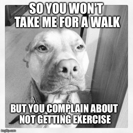 SO YOU WON'T TAKE ME FOR A WALK BUT YOU COMPLAIN ABOUT NOT GETTING EXERCISE | image tagged in funny,dogs | made w/ Imgflip meme maker