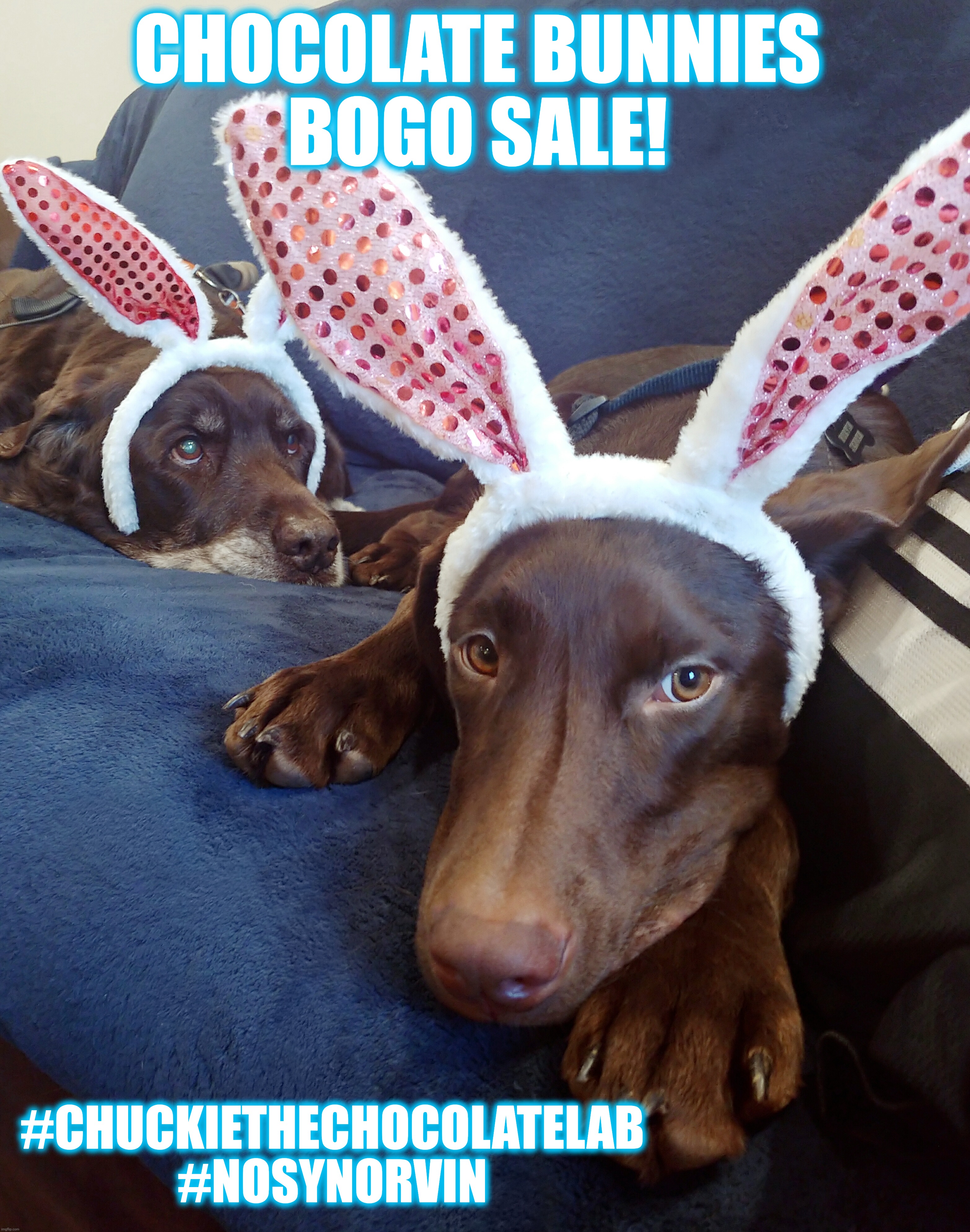 Chocolate Easter Bunnies |  CHOCOLATE BUNNIES 
BOGO SALE! #CHUCKIETHECHOCOLATELAB #NOSYNORVIN | image tagged in easter,dogs,memes,chuckie the chocolate lab,funny,cute | made w/ Imgflip meme maker