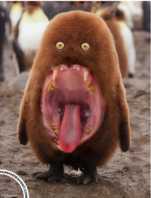 Hairy big mouth penguin | image tagged in hairy big mouth penguin | made w/ Imgflip meme maker