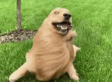 enjoy this gif of a funny dog and have a nice day - Imgflip