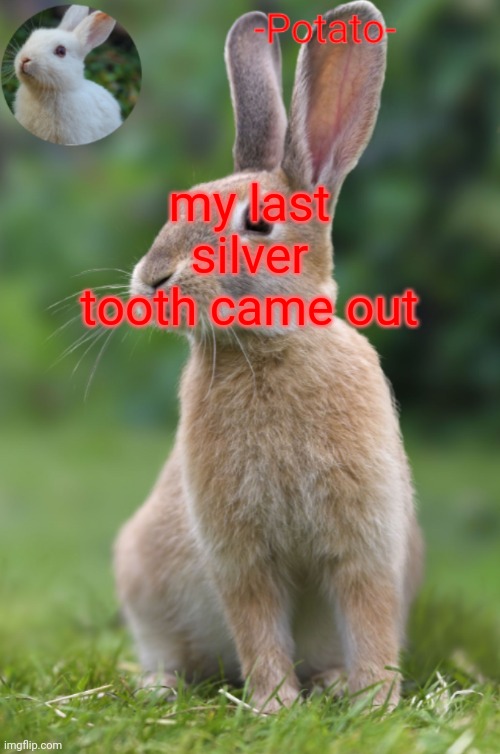 CAUSE EVERYONE TOTALLY CARES | my last silver tooth came out | image tagged in -potato- rabbit announcement | made w/ Imgflip meme maker