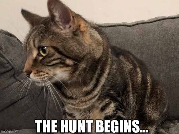 This is my cat | THE HUNT BEGINS… | image tagged in meow | made w/ Imgflip meme maker