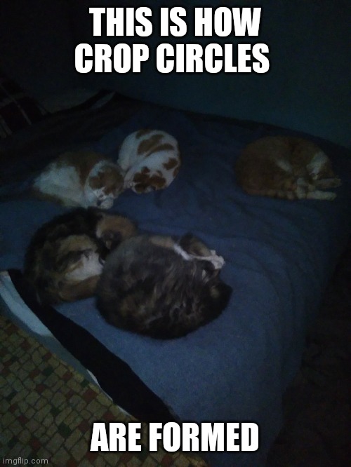 All the kittys | THIS IS HOW CROP CIRCLES; ARE FORMED | image tagged in all the kittys | made w/ Imgflip meme maker