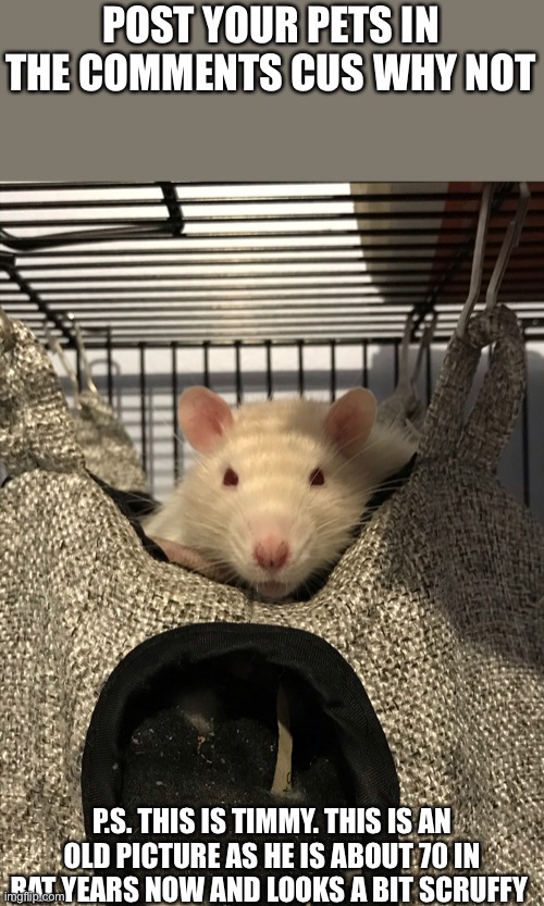 Pet | POST YOUR PETS IN THE COMMENTS CUS WHY NOT; P.S. THIS IS TIMMY. THIS IS AN OLD PICTURE AS HE IS ABOUT 70 IN RAT YEARS NOW AND LOOKS A BIT SCRUFFY | image tagged in animals,rats | made w/ Imgflip meme maker