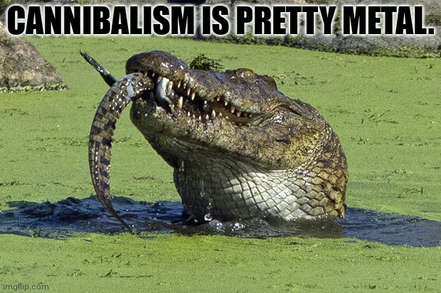 Nom nom nom | CANNIBALISM IS PRETTY METAL. | image tagged in cannibal croc,nom nom nom,crocodile,cannibalism | made w/ Imgflip meme maker