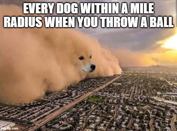 Much puppers | EVERY DOG WITHIN A MILE RADIUS WHEN YOU THROW A BALL | image tagged in dust doge storm,doggo,funny | made w/ Imgflip meme maker