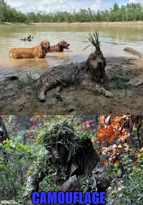 CAMOUFLAGE | image tagged in camouflage | made w/ Imgflip meme maker