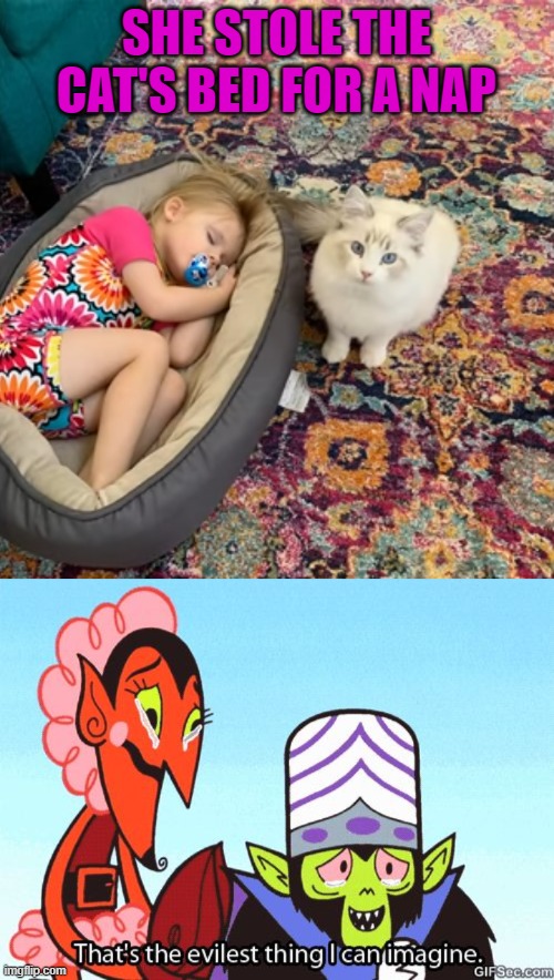 SHE STOLE THE CAT'S BED FOR A NAP | image tagged in that's the evilest thing i can imagine | made w/ Imgflip meme maker