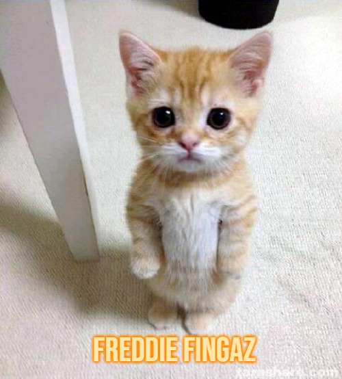 Cute Cat | Freddie Fingaz | image tagged in memes,cute cat,slavic lives matter | made w/ Imgflip meme maker