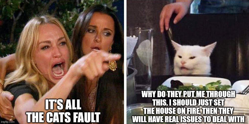 Smudge the cat | IT'S ALL THE CATS FAULT; WHY DO THEY PUT ME THROUGH THIS, I SHOULD JUST SET THE HOUSE ON FIRE, THEN THEY WILL HAVE REAL ISSUES TO DEAL WITH | image tagged in smudge the cat | made w/ Imgflip meme maker