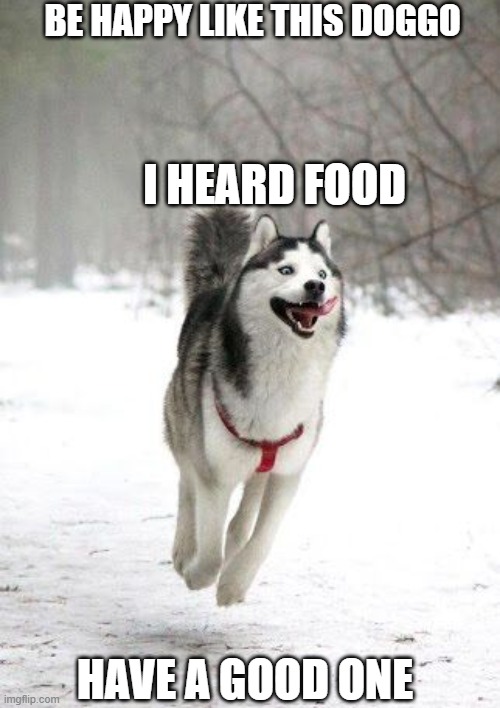 Happy husky  | BE HAPPY LIKE THIS DOGGO; I HEARD FOOD; HAVE A GOOD ONE | image tagged in happy husky | made w/ Imgflip meme maker