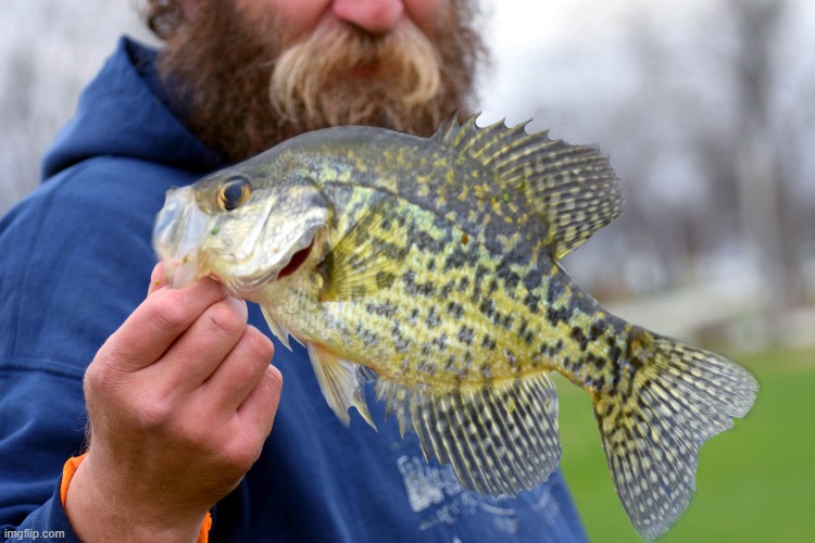 My friend Robbie ( we call him Bigfoot ) caught this nice Crappie I got skunked! | image tagged in crappie,fishing | made w/ Imgflip meme maker