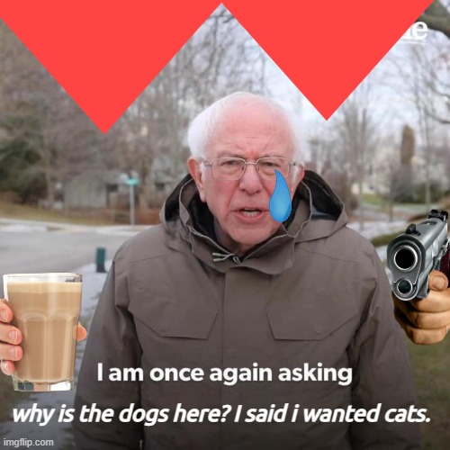 BECAUSE I DONT HAVE CATS! | why is the dogs here? I said i wanted cats. | image tagged in funny memes,bernie i am once again asking for your support | made w/ Imgflip meme maker