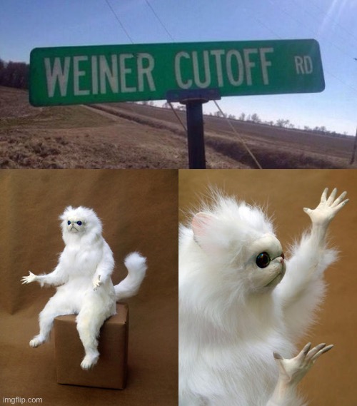 Which kind of weiner tho? | image tagged in memes,persian cat room guardian | made w/ Imgflip meme maker