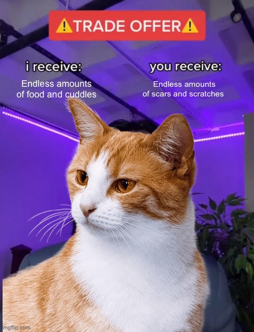 My cat exactly | Endless amounts of food and cuddles; Endless amounts of scars and scratches | image tagged in cat,scratches | made w/ Imgflip meme maker
