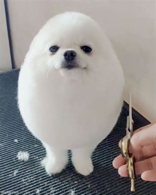 Egg dog | image tagged in egg dog | made w/ Imgflip meme maker