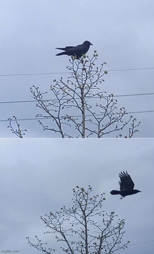 High Quality Crow fly away Blank Meme Template