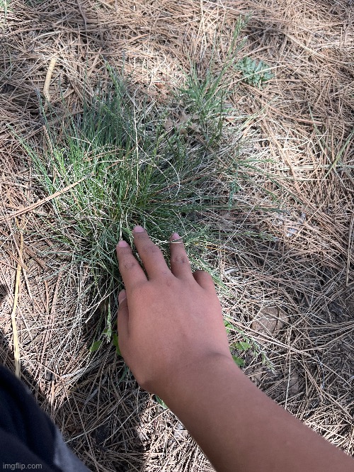 Grass :D | made w/ Imgflip meme maker