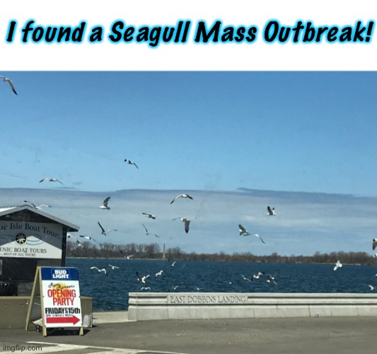 I Found A Seagull Mass Outbreak! | I found a Seagull Mass Outbreak! | made w/ Imgflip meme maker