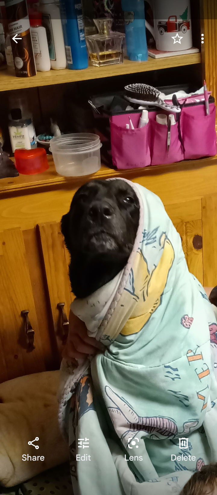 Doggo Blank Meme Template