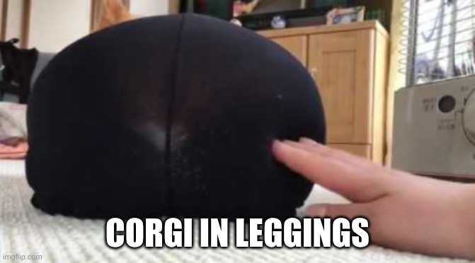 CORGI IN LEGGINGS | made w/ Imgflip meme maker