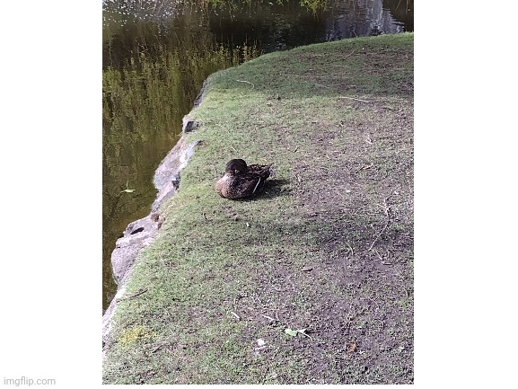 Duck sitting near pond | image tagged in duck,sitting | made w/ Imgflip meme maker