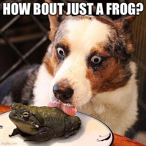 dog licking a frog | HOW BOUT JUST A FROG? | image tagged in dog licking a frog | made w/ Imgflip meme maker