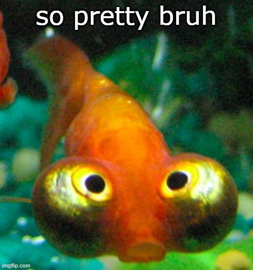 bug eye guppy | so pretty bruh | image tagged in bug eye guppy | made w/ Imgflip meme maker