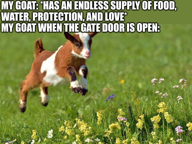 Goats be like: | MY GOAT: *HAS AN ENDLESS SUPPLY OF FOOD, 
WATER, PROTECTION, AND LOVE*
MY GOAT WHEN THE GATE DOOR IS OPEN: | image tagged in goats,running,farming,smh,memes | made w/ Imgflip meme maker