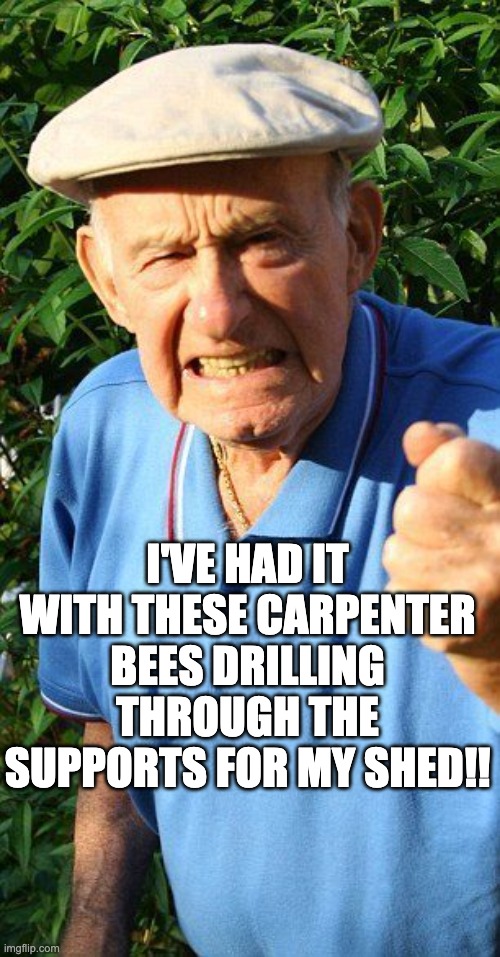 These carpenter bees are infuriating me | I'VE HAD IT WITH THESE CARPENTER BEES DRILLING THROUGH THE SUPPORTS FOR MY SHED!! | image tagged in old man is angered | made w/ Imgflip meme maker