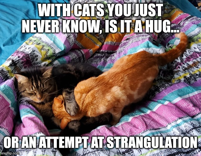 Cats | WITH CATS YOU JUST NEVER KNOW, IS IT A HUG... OR AN ATTEMPT AT STRANGULATION | image tagged in cats | made w/ Imgflip meme maker