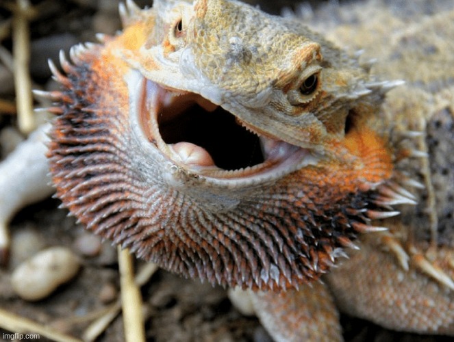 im gonna train it to bite people in the genitals | made w/ Imgflip meme maker