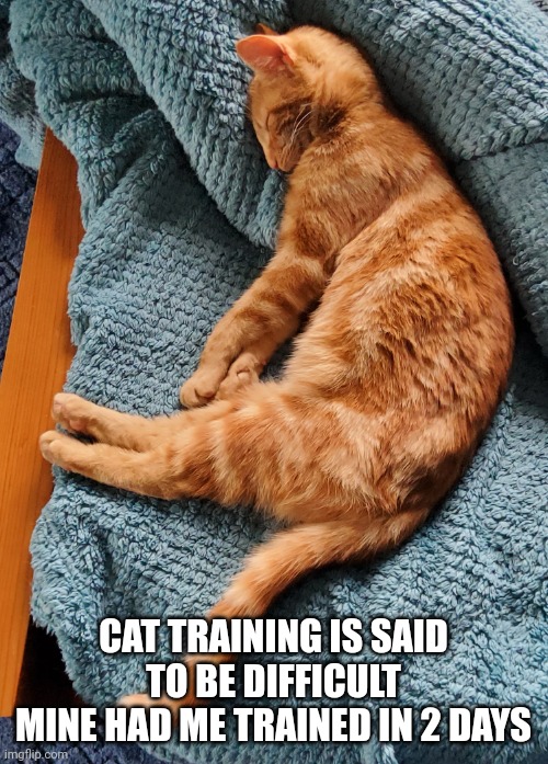 Sleeping cat | CAT TRAINING IS SAID TO BE DIFFICULT
MINE HAD ME TRAINED IN 2 DAYS | image tagged in sleeping cat | made w/ Imgflip meme maker