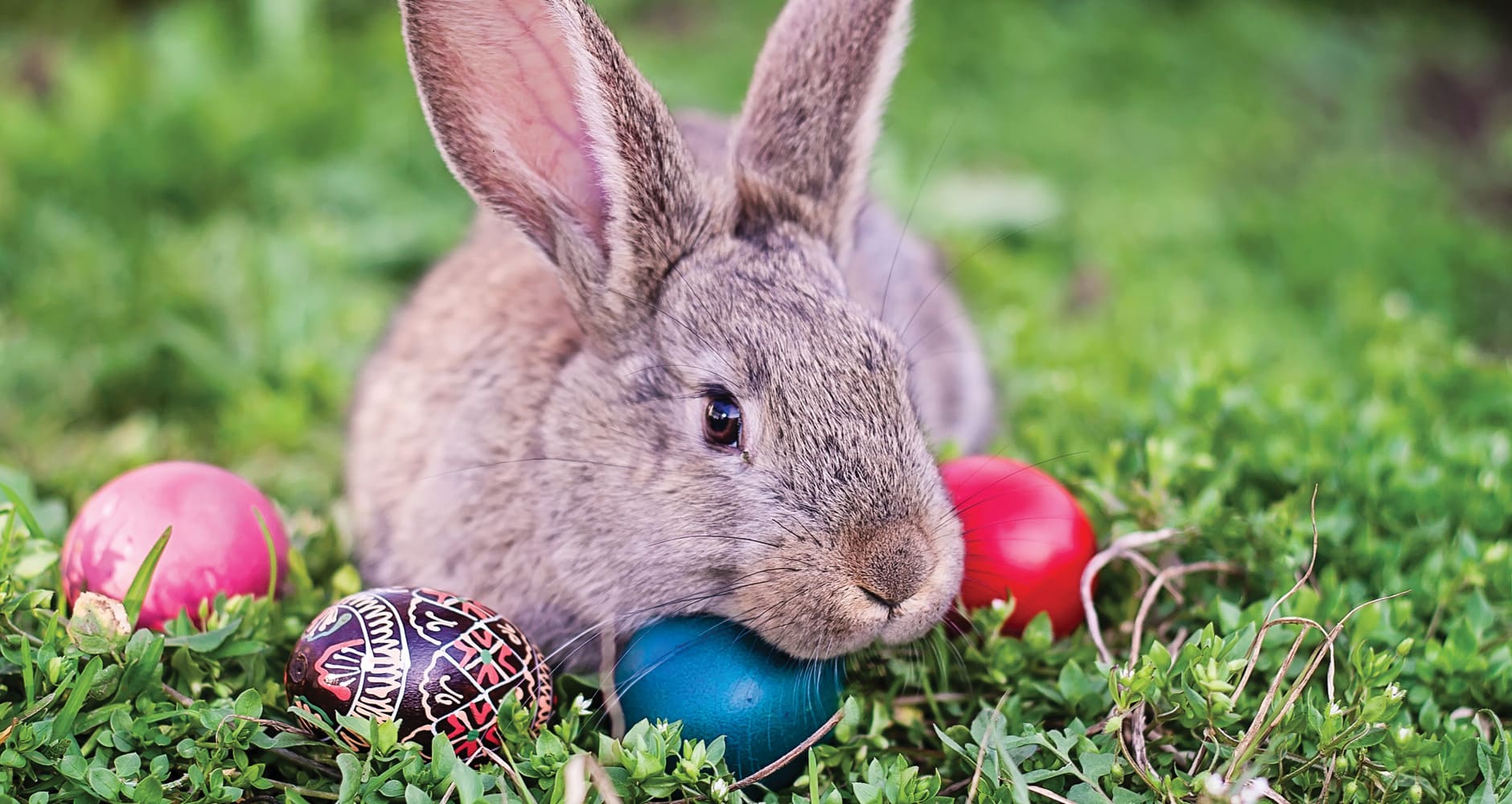 High Quality Easter Bunny Blank Meme Template