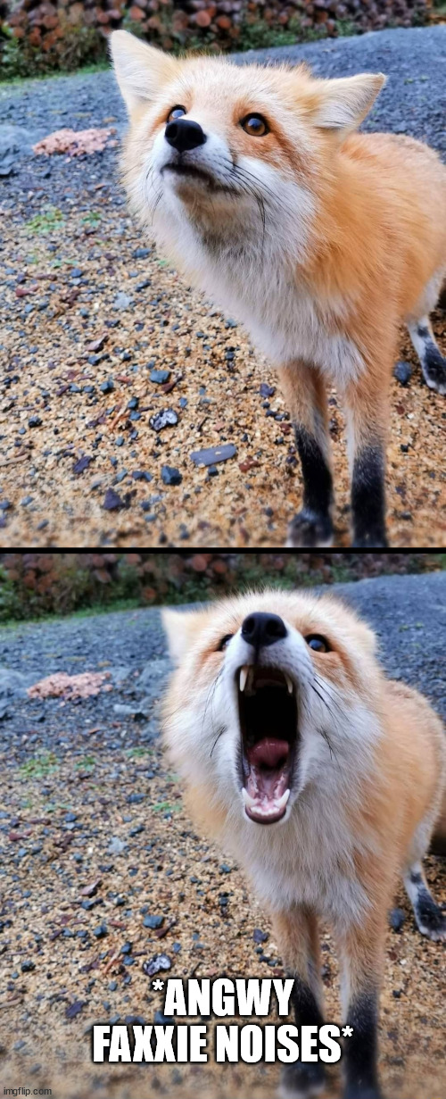 Insert Angry Fox noises | *ANGWY FAXXIE NOISES* | image tagged in how can you x | made w/ Imgflip meme maker