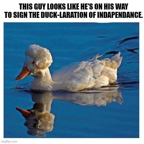 THIS GUY LOOKS LIKE HE'S ON HIS WAY TO SIGN THE DUCK-LARATION OF INDAPENDANCE. | made w/ Imgflip meme maker