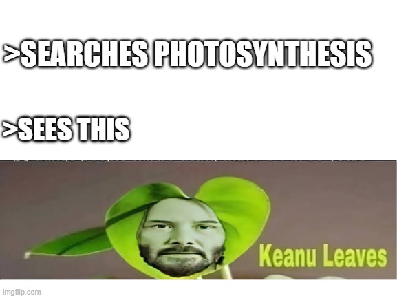 Today I study photosynthesis |  >SEARCHES PHOTOSYNTHESIS; >SEES THIS | image tagged in blank white template,leafs,keanu reeves,stupid | made w/ Imgflip meme maker