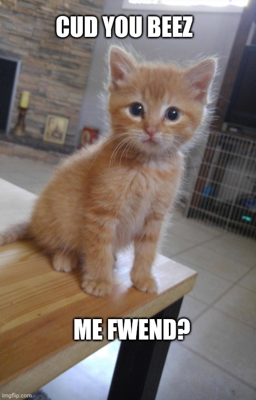 Friends | CUD YOU BEEZ; ME FWEND? | image tagged in sad kitten,cute kitten | made w/ Imgflip meme maker