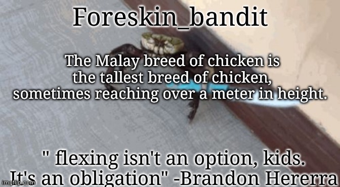 Urmom | The Malay breed of chicken is the tallest breed of chicken, sometimes reaching over a meter in height. | image tagged in urmom | made w/ Imgflip meme maker