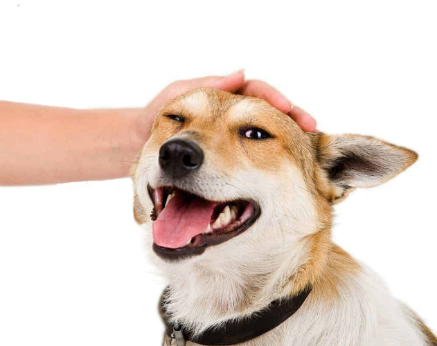 High Quality petting-a-dog-transparent Blank Meme Template