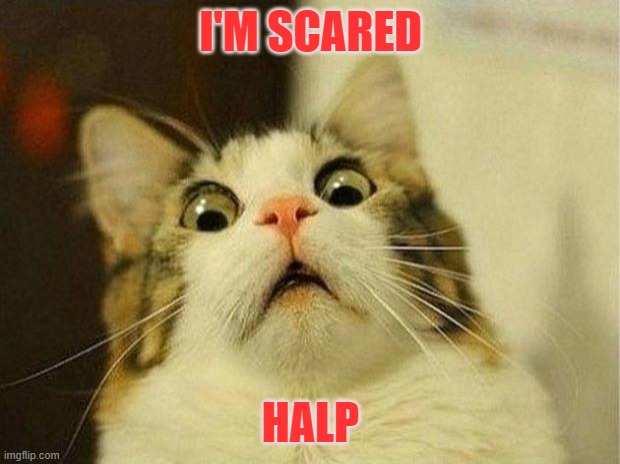 Scared Cat | I'M SCARED; HALP | image tagged in memes,scared cat | made w/ Imgflip meme maker