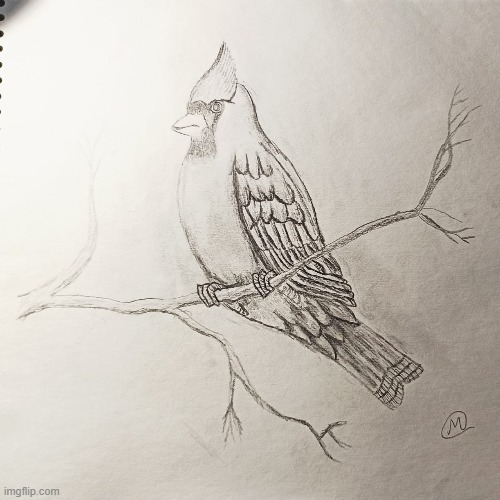 here is a drawing of a birb | image tagged in bird | made w/ Imgflip meme maker