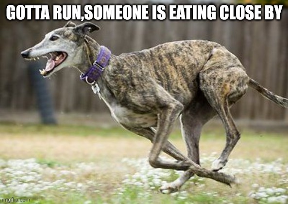 Food | GOTTA RUN,SOMEONE IS EATING CLOSE BY | image tagged in hungry,the hound,stupid,food,funny dogs,funny dog memes | made w/ Imgflip meme maker